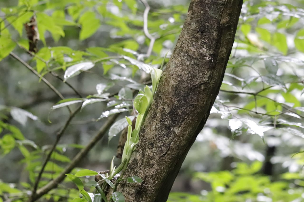 Tall, majestic tree with lush green foliage under a clear blue sky, symbolizing strength and nature."