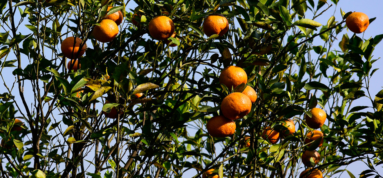 sitong oranges